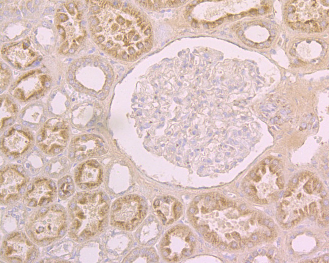 ACE2 Antibody in Immunohistochemistry (Paraffin) (IHC (P))