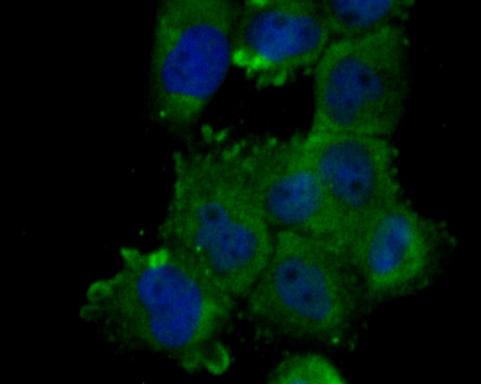 Nhe-1 Antibody in Immunocytochemistry (ICC/IF)