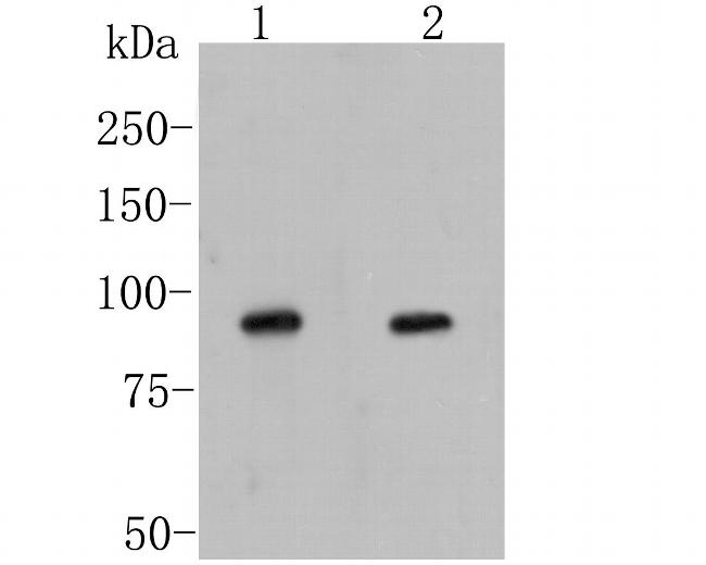 LGR5 Antibody in Western Blot (WB)