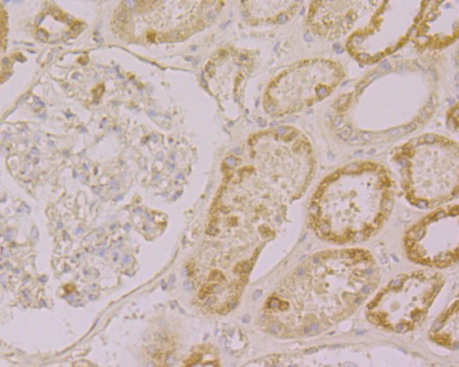 Drebrin Antibody in Immunohistochemistry (Paraffin) (IHC (P))