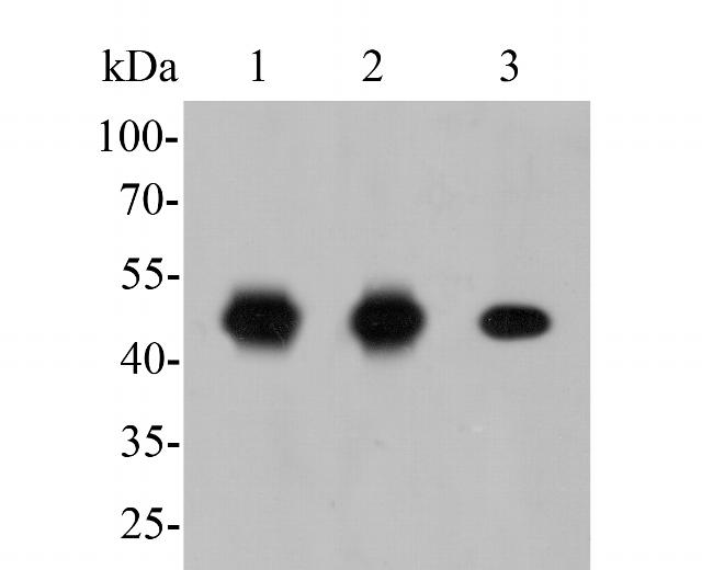 FEN1 Antibody in Western Blot (WB)