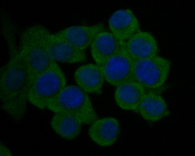 KIDINS220 Antibody in Immunocytochemistry (ICC/IF)