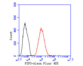 Rab11 FIB3 Antibody in Flow Cytometry (Flow)