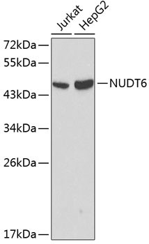 NUDT6 Antibody in Western Blot (WB)