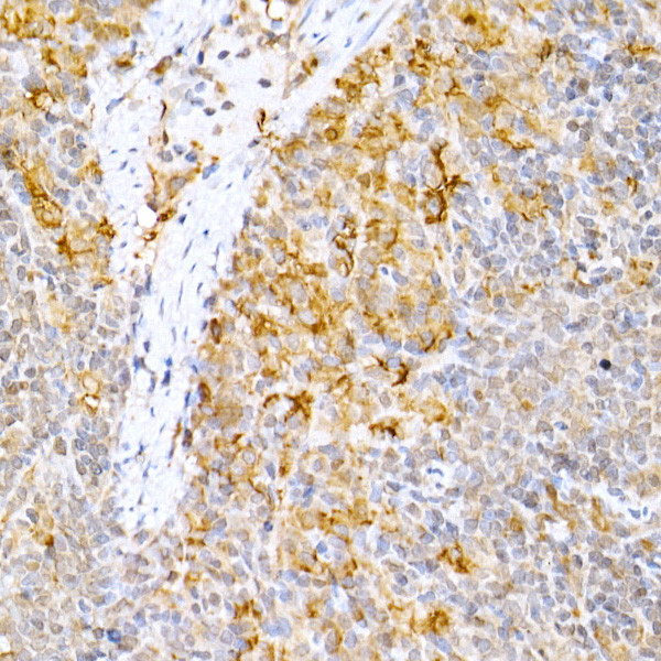 Caspase 9 Antibody in Immunohistochemistry (Paraffin) (IHC (P))