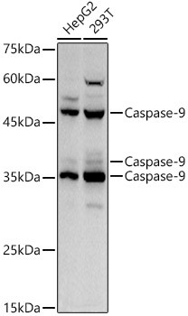 Caspase 9 Antibody in Western Blot (WB)