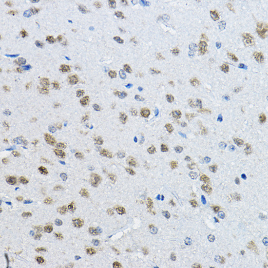 NeuN Antibody in Immunohistochemistry (Paraffin) (IHC (P))