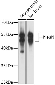 NeuN Antibody in Western Blot (WB)