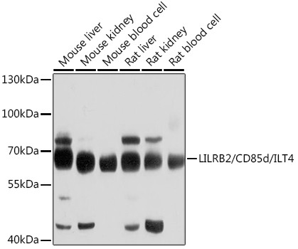 LILRB2 Antibody in Western Blot (WB)