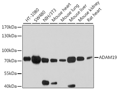 ADAM19 Antibody in Western Blot (WB)