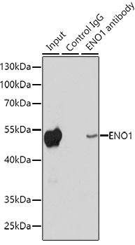 ENO1 Antibody in Immunoprecipitation (IP)