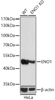 ENO1 Antibody in Western Blot (WB)