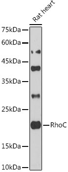 RhoC Antibody in Western Blot (WB)