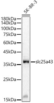 SLC25A43 Antibody in Western Blot (WB)