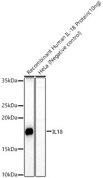 IL-18 Antibody in Western Blot (WB)