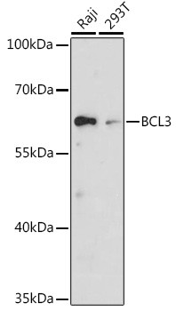 Bcl-3 Antibody in Western Blot (WB)