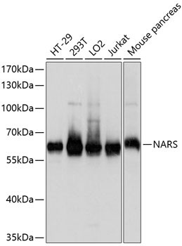 NARS Antibody in Western Blot (WB)