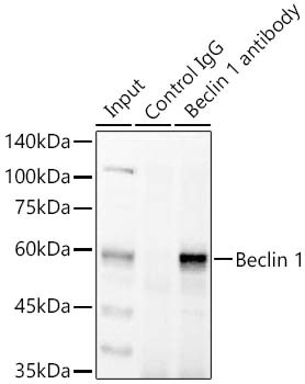 Beclin 1 Antibody in Immunoprecipitation (IP)