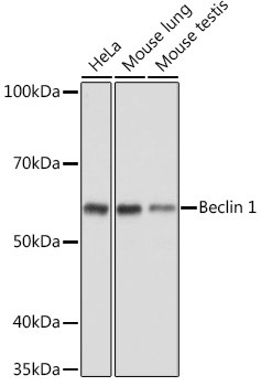 Beclin 1 Antibody in Western Blot (WB)