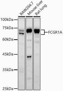 CD64 Antibody in Western Blot (WB)