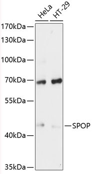 SPOP Antibody in Western Blot (WB)