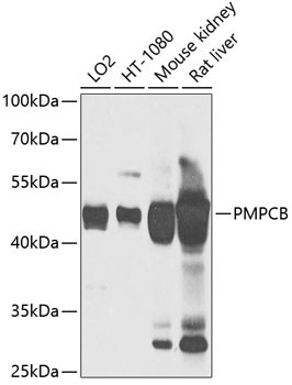 PMPCB Antibody in Western Blot (WB)