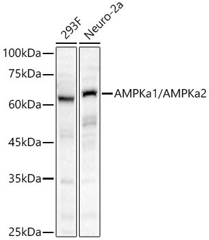 AMPK alpha-1,2 Antibody in Western Blot (WB)