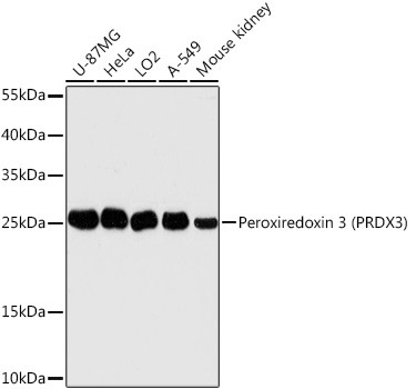 PRDX3 Antibody in Western Blot (WB)