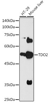 TDO2 Antibody in Western Blot (WB)