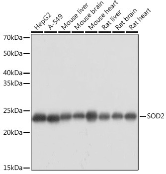 SOD2 (MnSOD) Antibody in Western Blot (WB)