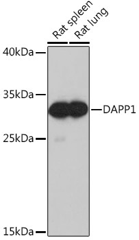 DAPP1 Antibody in Western Blot (WB)