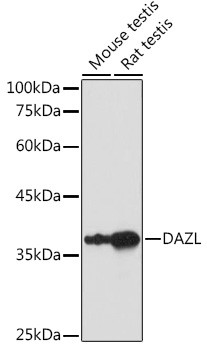 DAZL Antibody in Western Blot (WB)