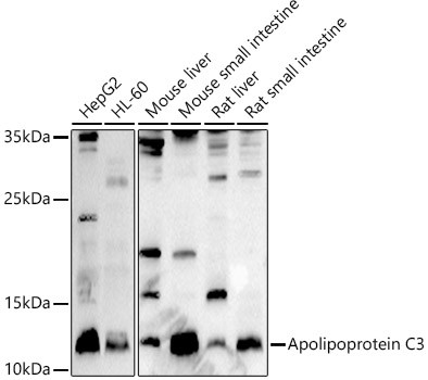 ApoC3 Antibody in Western Blot (WB)