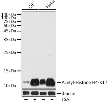 H4K12ac Antibody in Western Blot (WB)