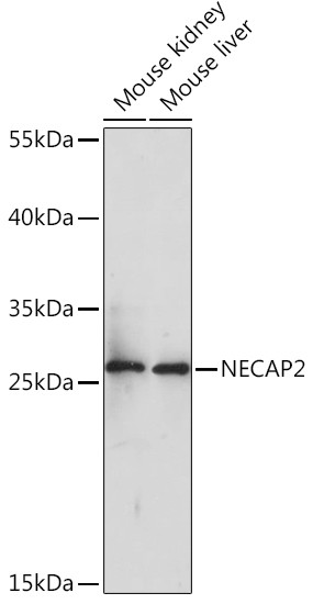 NECAP2 Antibody in Western Blot (WB)