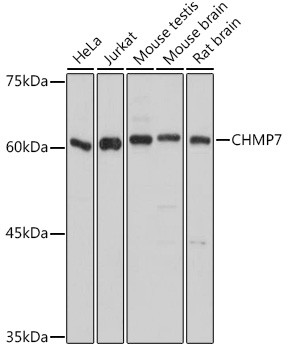 CHMP7 Antibody in Western Blot (WB)