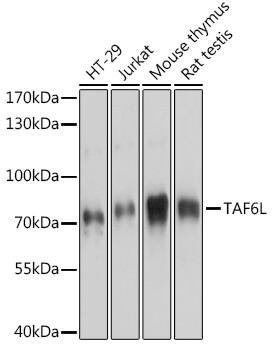 TAF6L Antibody in Western Blot (WB)