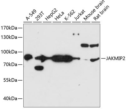 JAKMIP2 Antibody in Western Blot (WB)