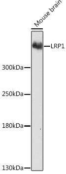 LRP1 Antibody in Western Blot (WB)