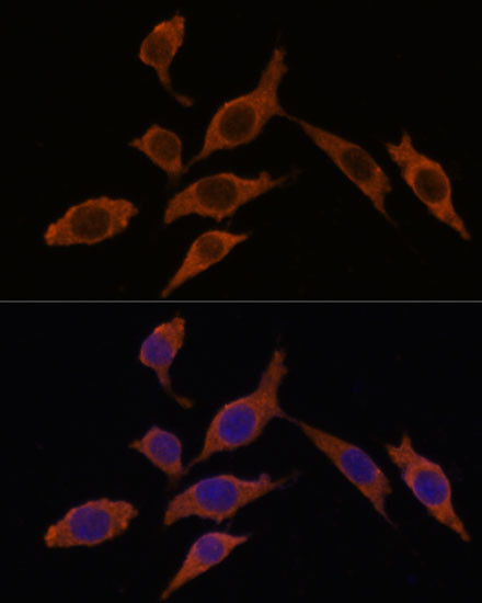 INMT Antibody in Immunocytochemistry (ICC/IF)