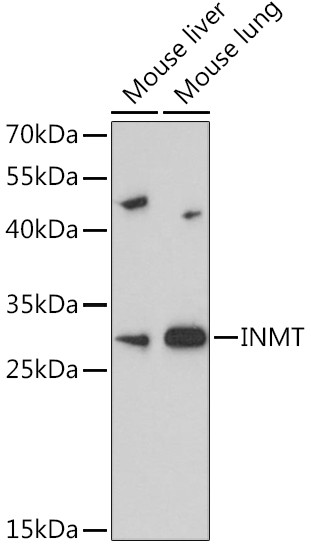 INMT Antibody in Western Blot (WB)