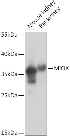 MIOX Antibody in Western Blot (WB)