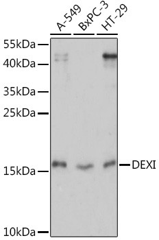 DEXI Antibody in Western Blot (WB)