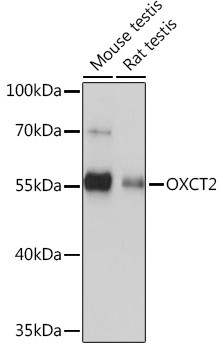 OXCT2 Antibody in Western Blot (WB)