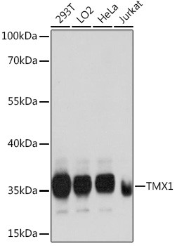 TMX Antibody in Western Blot (WB)