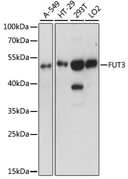 FUT3 Antibody in Western Blot (WB)