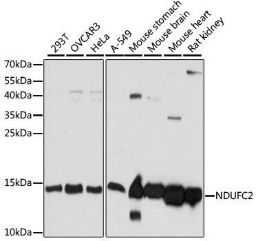 NDUFC2 Antibody in Western Blot (WB)