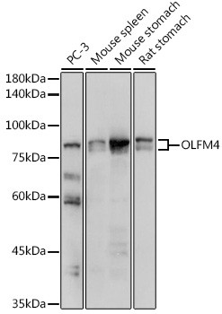 OLFM4 Antibody in Western Blot (WB)