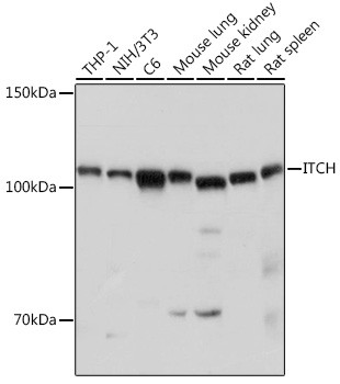 ITCH Antibody in Western Blot (WB)