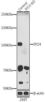 ITCH Antibody in Western Blot (WB)